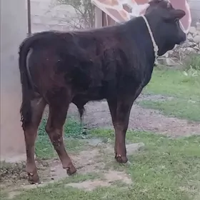 Aöküz şwes arassa