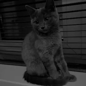 британский кошка