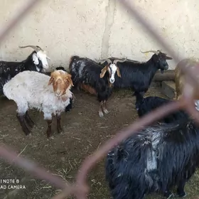 овлаклы гечи