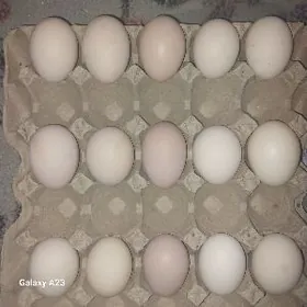 Gigant yumurtgalar !!!