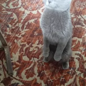 ВИСЛОУХИЙ КОТ