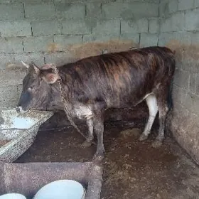 Dalgyr tûwe guzlamadyk