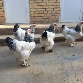 brama bayes troyka juyjeler yu