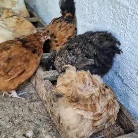 towuk arbinton juyje