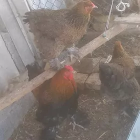 brama towuk gold, laset ýumurt