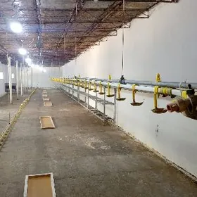 жужелере сув берйен