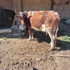 uly gòleli sygyrlarsytligòleli