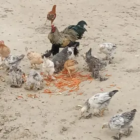 Sagdyn 5aýlyk jüjeler