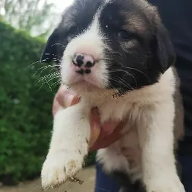 it,собака,кутята