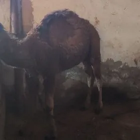 Koshek bir yahsap gechen