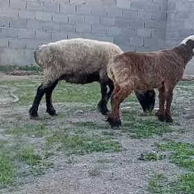 Ekiz guzly goýun we Guzly goýu