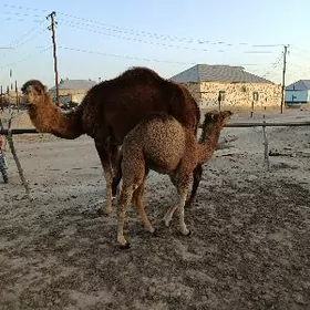 Düýe köşekli duye