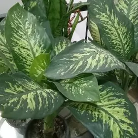 Деффенбахия