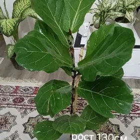 Фикус Лира