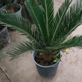 Пальма Цикас