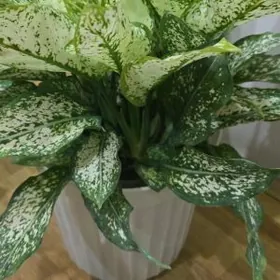 Аглаонема Даймонд