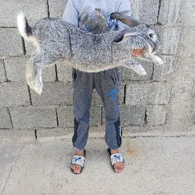 welikan flander towşan cagasy