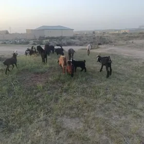 kuzu we owlakly geci