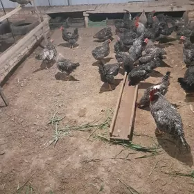 inkubatrlyk ýumurtga