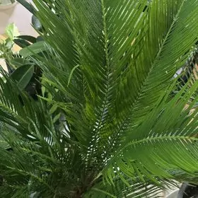 Цикас Пальма