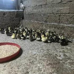 indawutga ordek juje