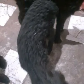 ýaş  guzular  4 saýaş  guzy