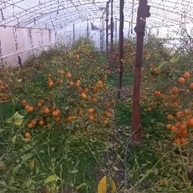 teplitsa (ýyladyşhana)