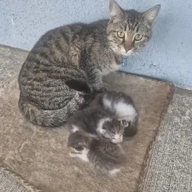 ady Zeýnep ùç çagajygy boldy