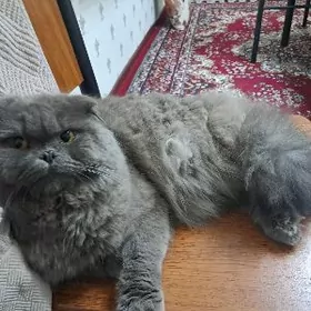 кот на вязку