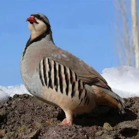 Kakilik Куропатка