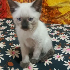 Котята Сиамской породы 1.5 мес