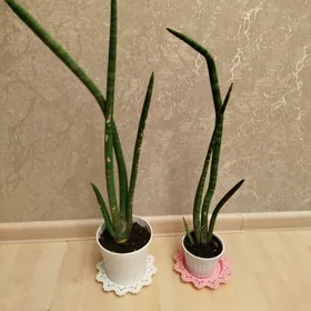 сансевиерия трубчатая