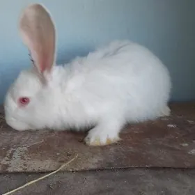 Velikan.tovsan.poroda flandr