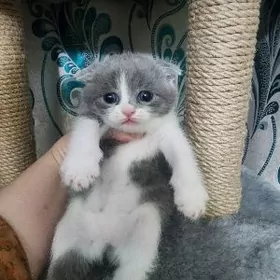 Шотландские котята