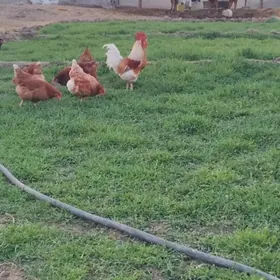 TOWUK YUMURTGA LOMAN