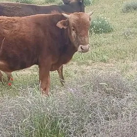 1,5 ýaşar öküzçe