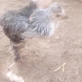 GIGANT BRAMA  ARGINAL TOHUM