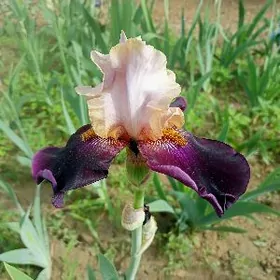 Ирисы сортовые
