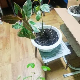 orta we kiçi güller