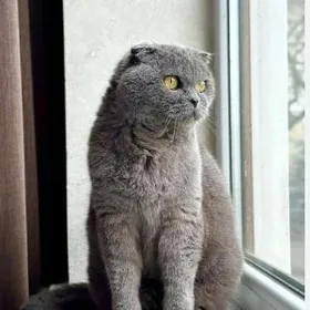 Шотландский Веслоухий