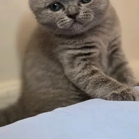 Шотландская вислоуха мальчик