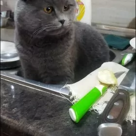 Кот для вязки