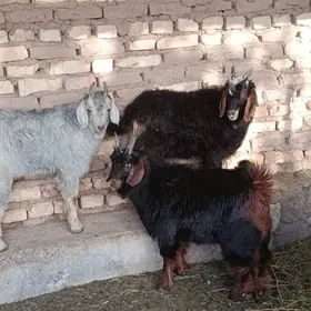 Çebiş işek gysyr geçi