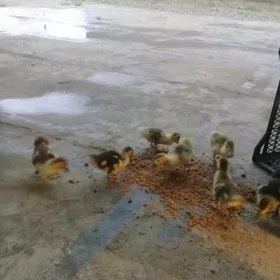 Indawutgañ jüjeleri