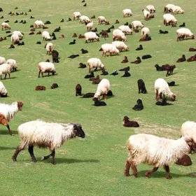 Aksiýa Guzly  goyunlar  