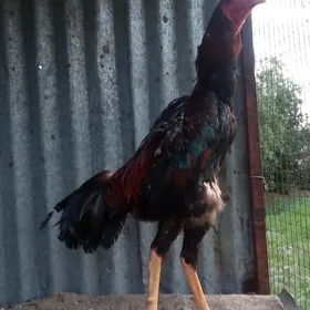 ejesi jenjel atasy gyzyl özbek