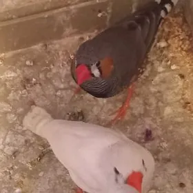 Amadin амадина.