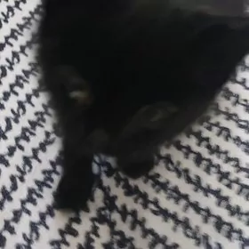 Котенок/pisijek