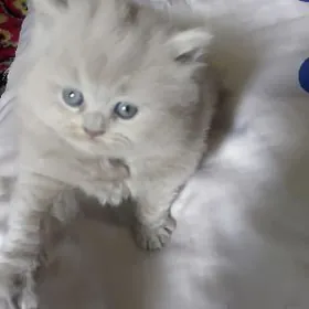 шотландская девочка