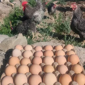 Dominant 959 yumurtg